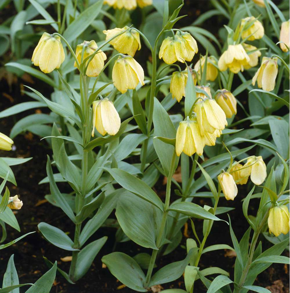 Fritillaria 'pallidiflora'